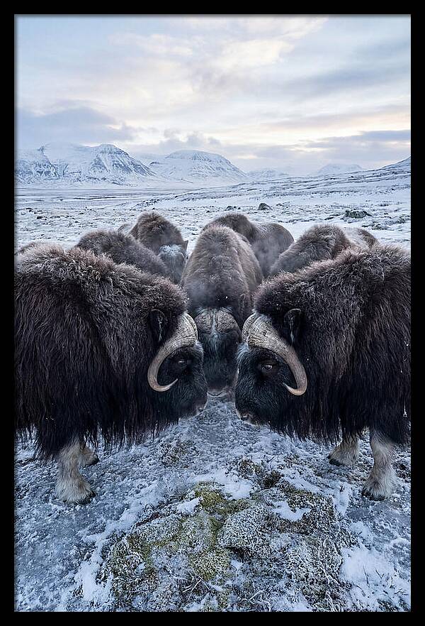 Musk Oxen In Defensive Circle
