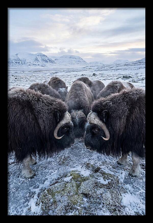 Musk Oxen In Defensive Circle