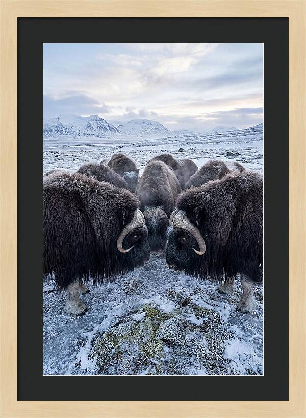 Musk Oxen In Defensive Circle