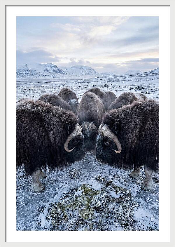 Musk Oxen In Defensive Circle