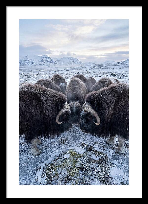 Musk Oxen In Defensive Circle