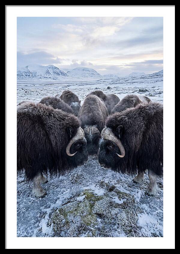 Musk Oxen In Defensive Circle