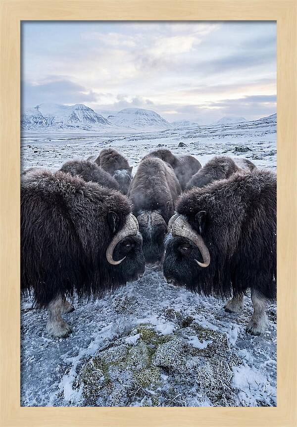 Musk Oxen In Defensive Circle