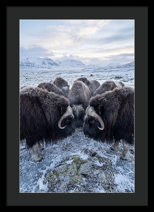 Musk Oxen In Defensive Circle