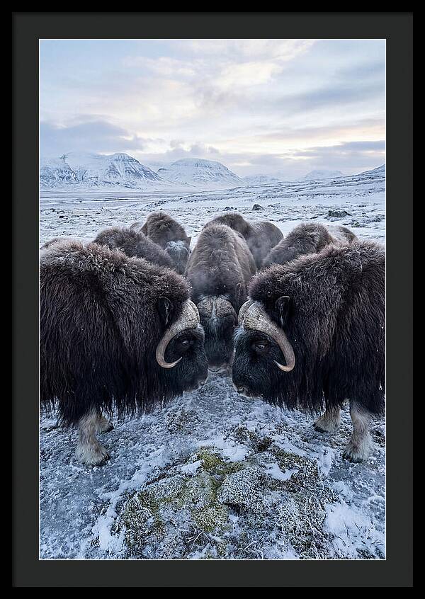 Musk Oxen In Defensive Circle