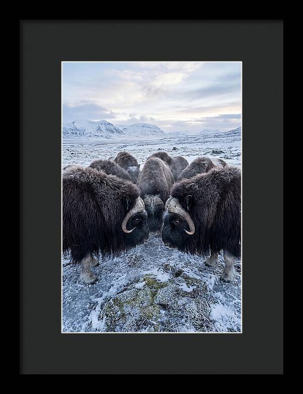 Musk Oxen In Defensive Circle