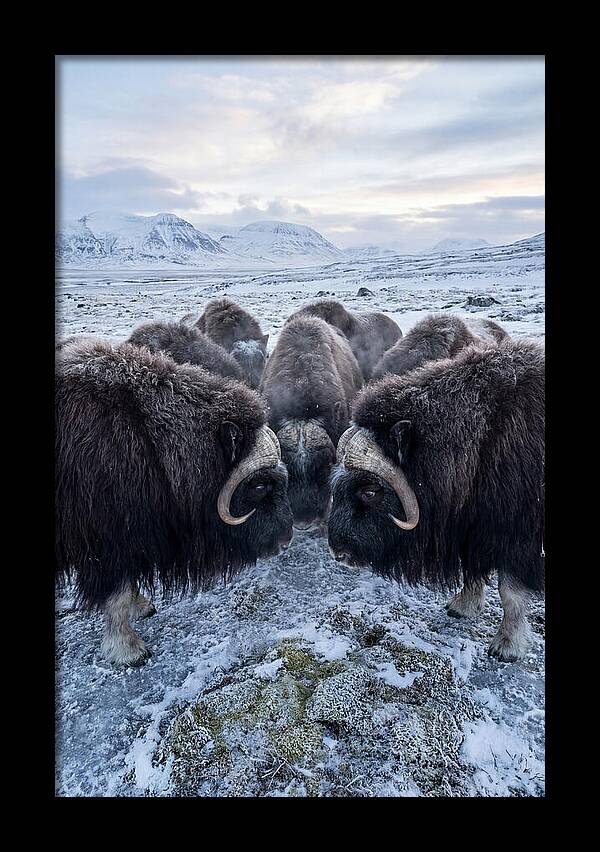 Musk Oxen In Defensive Circle