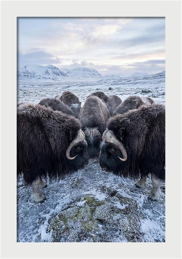 Musk Oxen In Defensive Circle