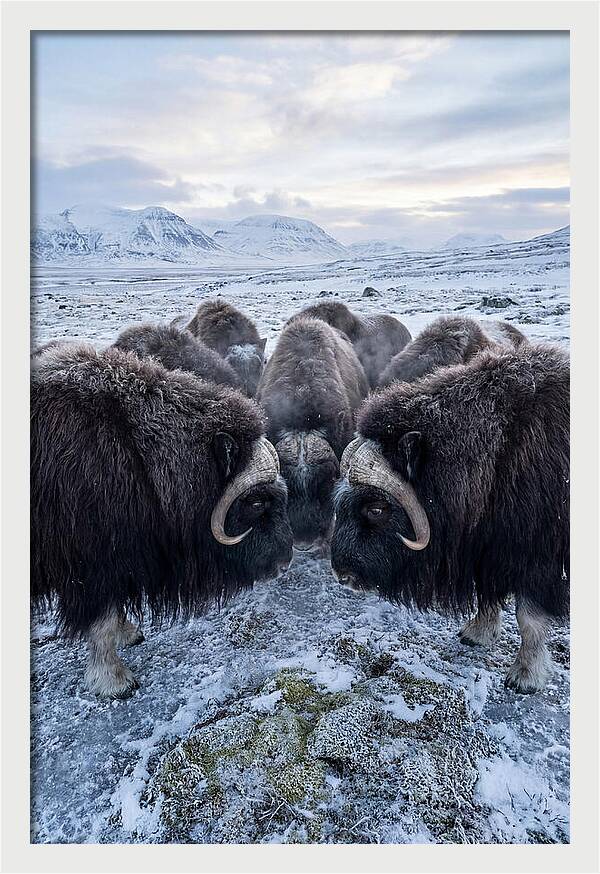 Musk Oxen In Defensive Circle