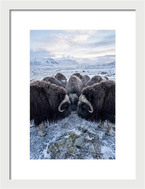 Musk Oxen In Defensive Circle