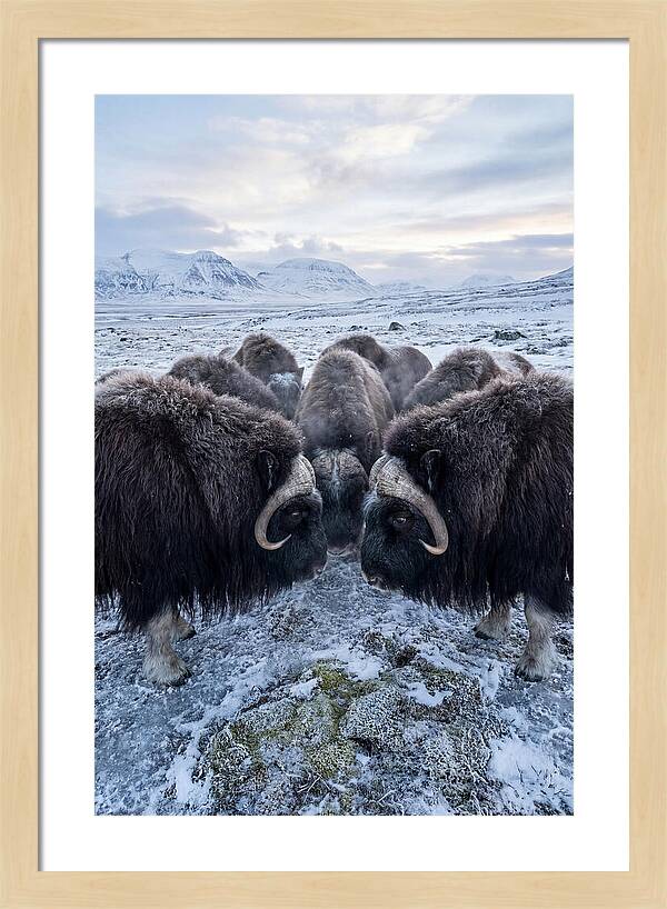 Musk Oxen In Defensive Circle