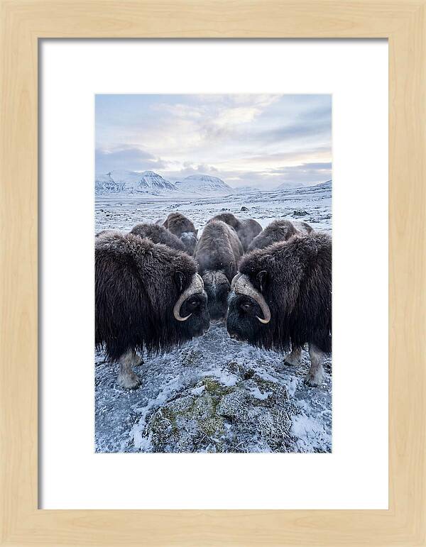 Musk Oxen In Defensive Circle