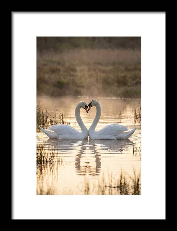 Mute Swans In Heart Formation