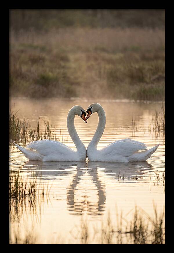 Mute Swans In Heart Formation