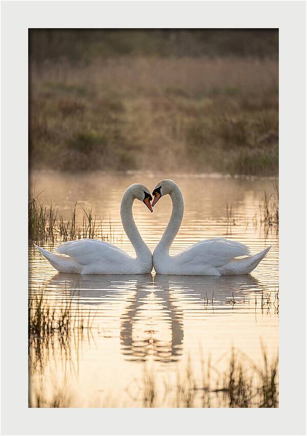 Mute Swans In Heart Formation
