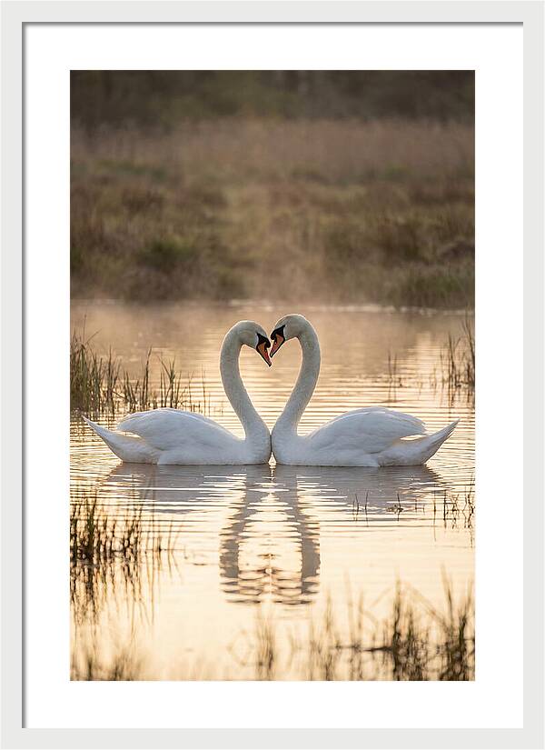 Mute Swans In Heart Formation