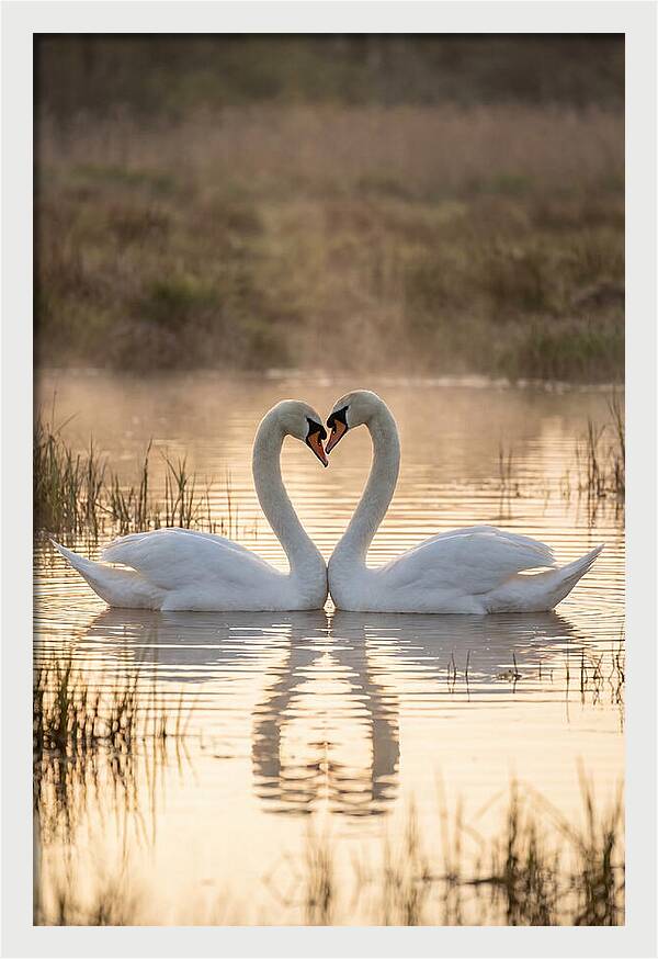 Mute Swans In Heart Formation