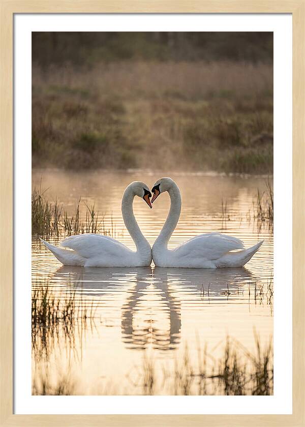 Mute Swans In Heart Formation