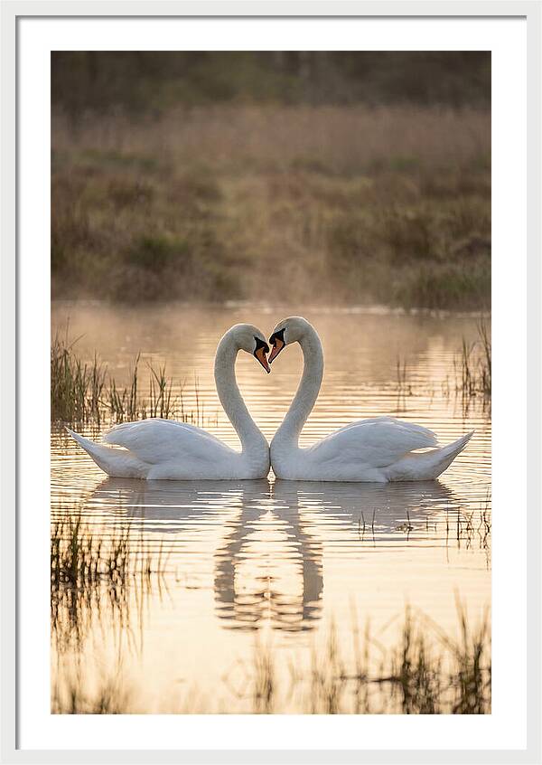 Mute Swans In Heart Formation