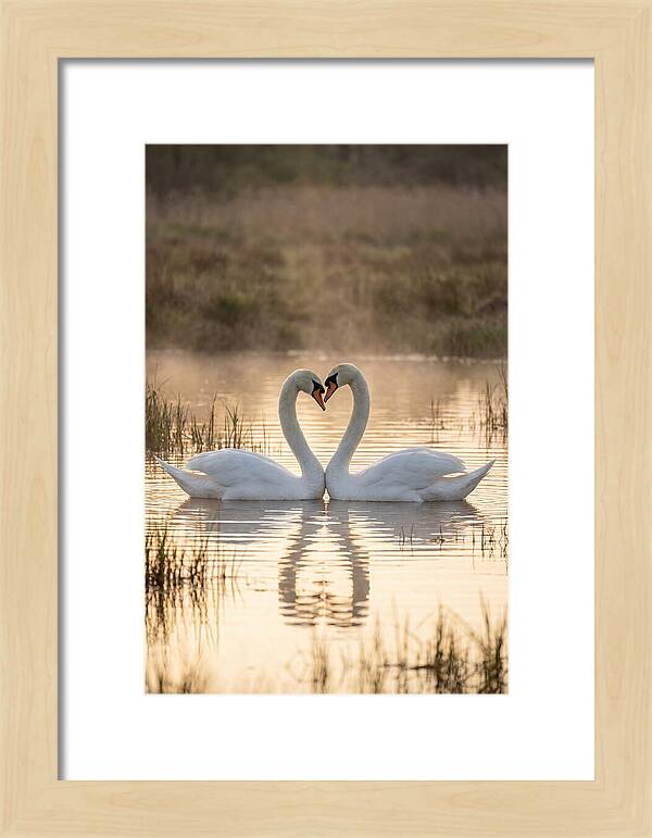 Mute Swans In Heart Formation