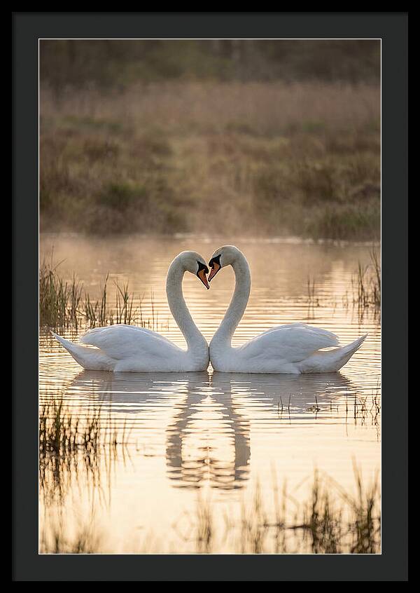 Mute Swans In Heart Formation