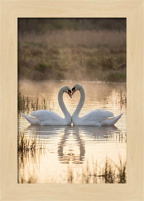 Mute Swans In Heart Formation