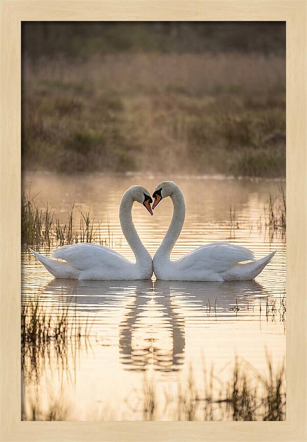 Mute Swans In Heart Formation