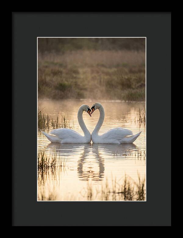 Mute Swans In Heart Formation