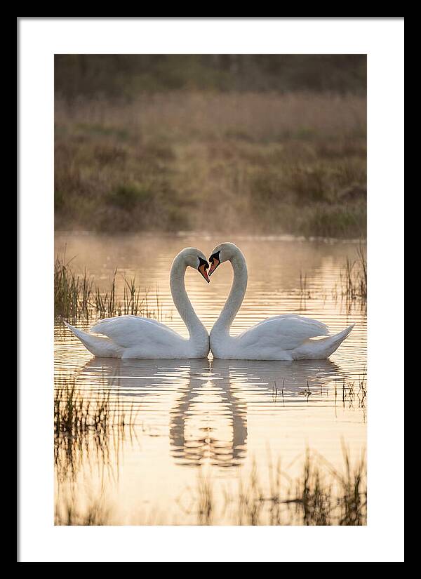 Mute Swans In Heart Formation