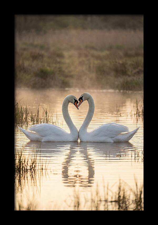 Mute Swans In Heart Formation