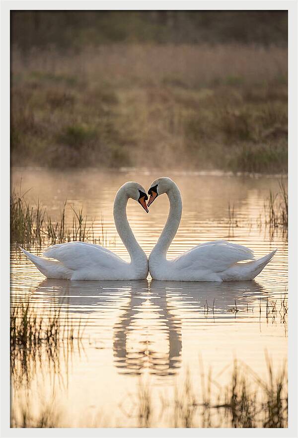 Mute Swans In Heart Formation