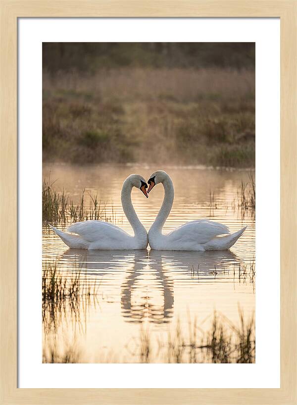 Mute Swans In Heart Formation