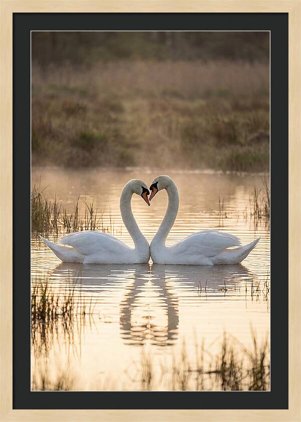 Mute Swans In Heart Formation