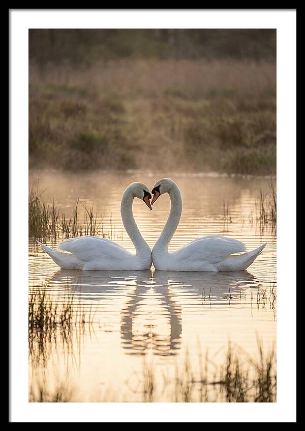 Mute Swans In Heart Formation