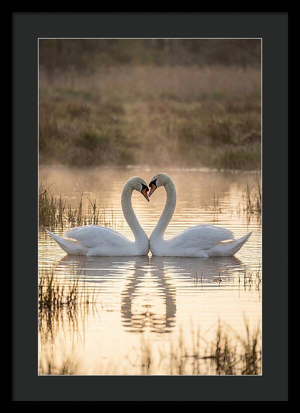 Mute Swans In Heart Formation
