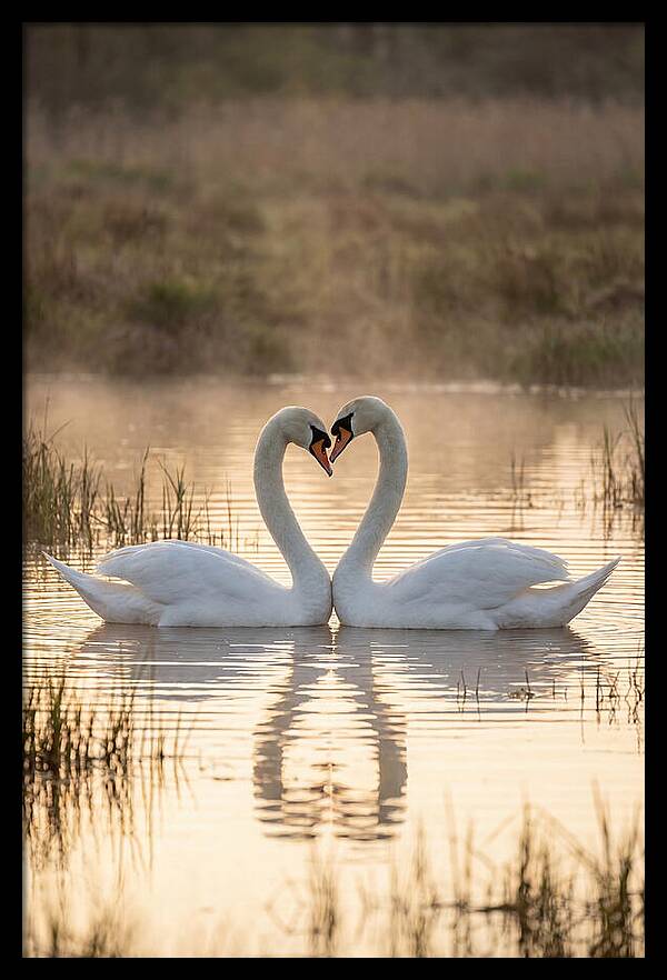 Mute Swans In Heart Formation