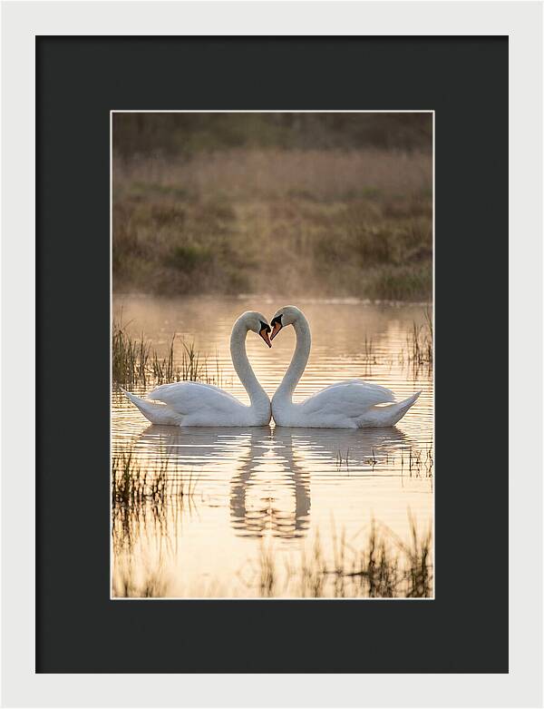 Mute Swans In Heart Formation