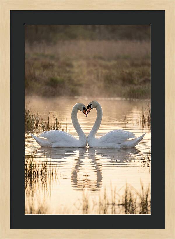 Mute Swans In Heart Formation