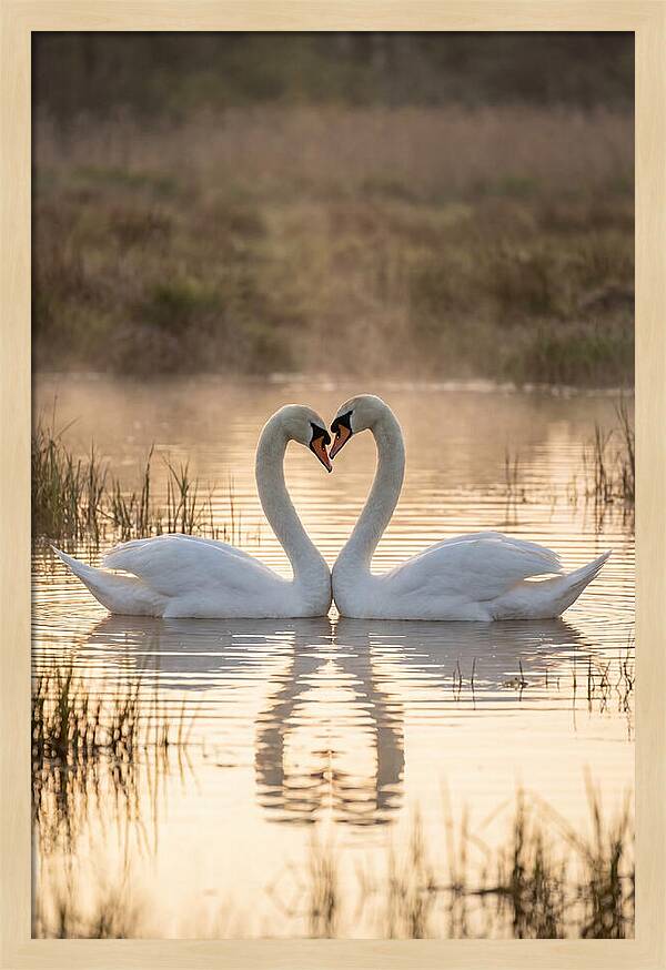 Mute Swans In Heart Formation