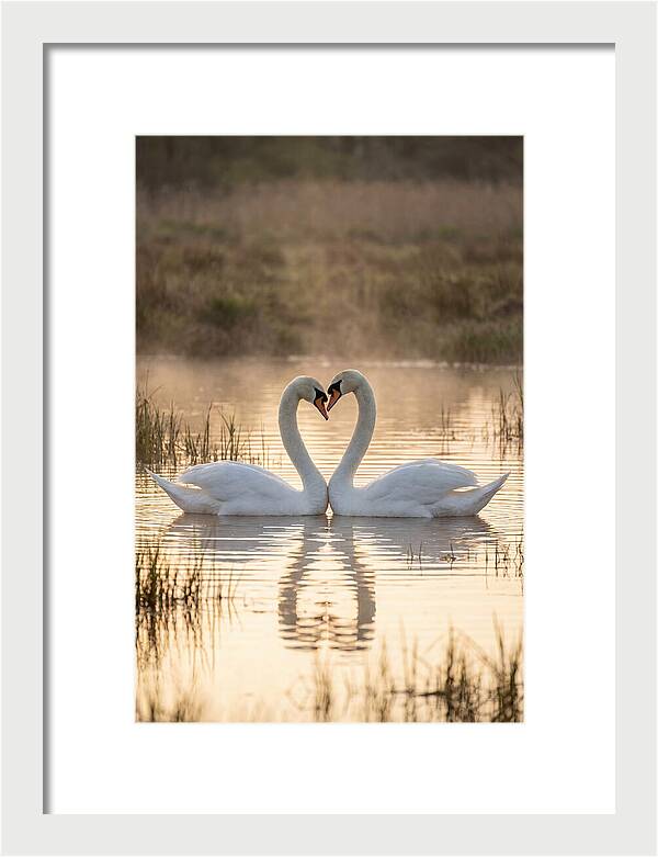 Mute Swans In Heart Formation