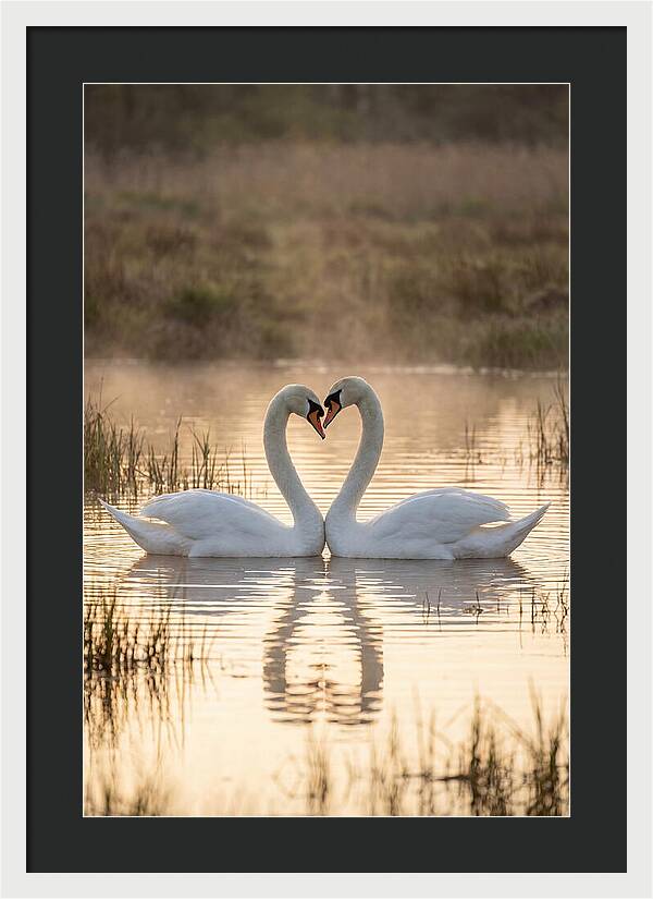 Mute Swans In Heart Formation