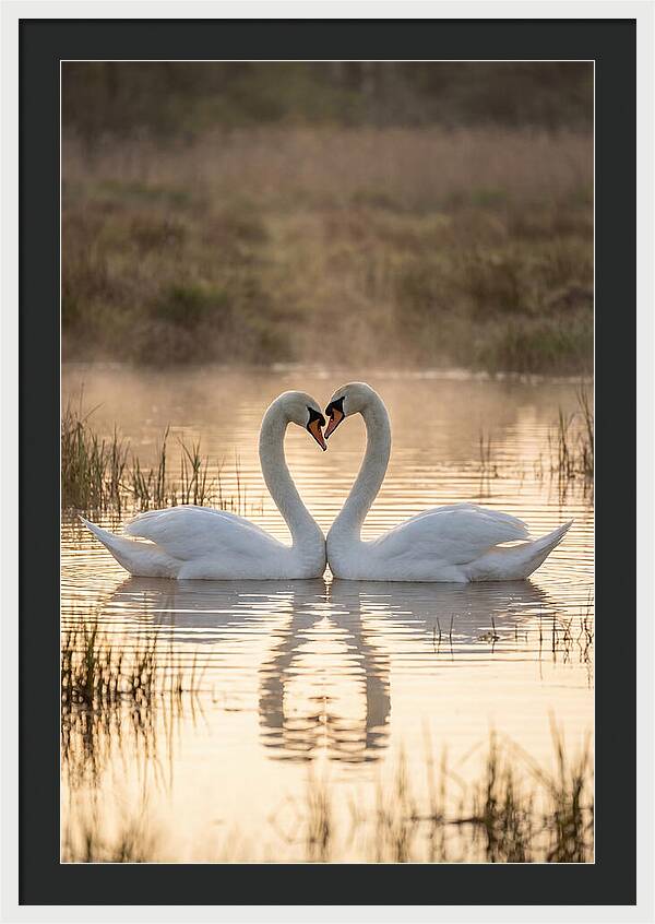 Mute Swans In Heart Formation