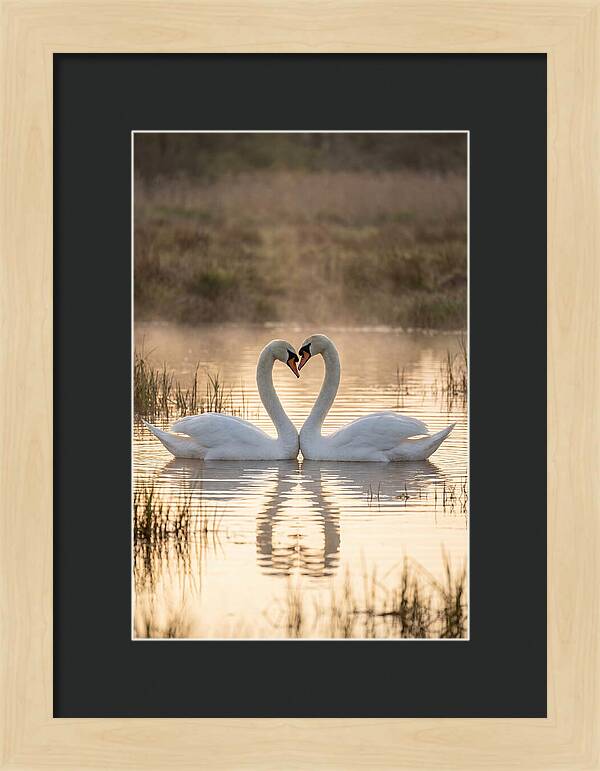 Mute Swans In Heart Formation