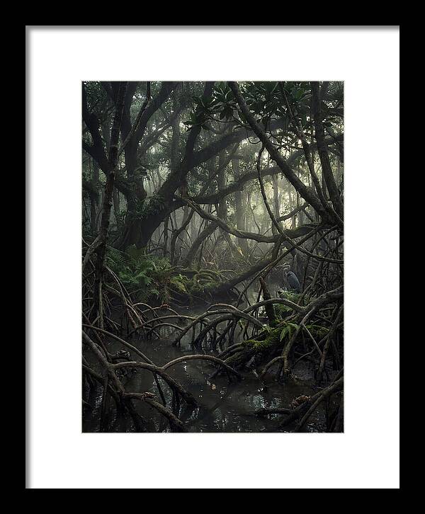 Mysterious Mangrove Swamp
