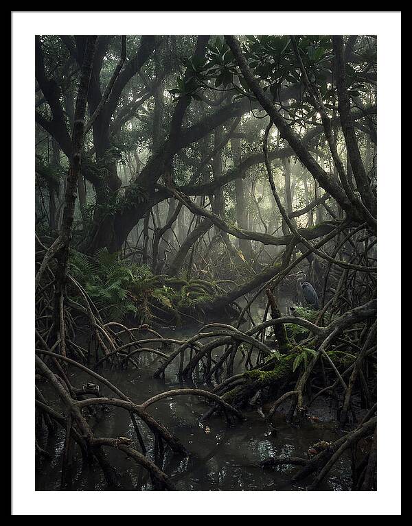 Mysterious Mangrove Swamp