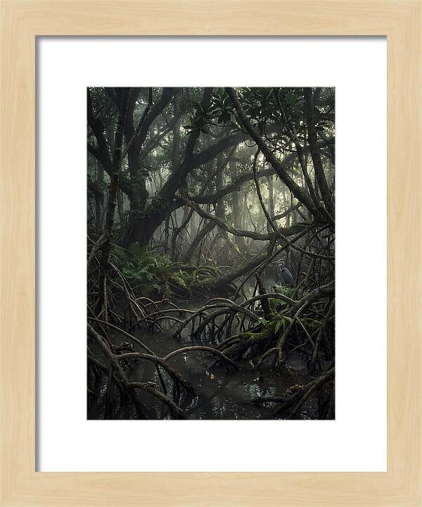 Mysterious Mangrove Swamp