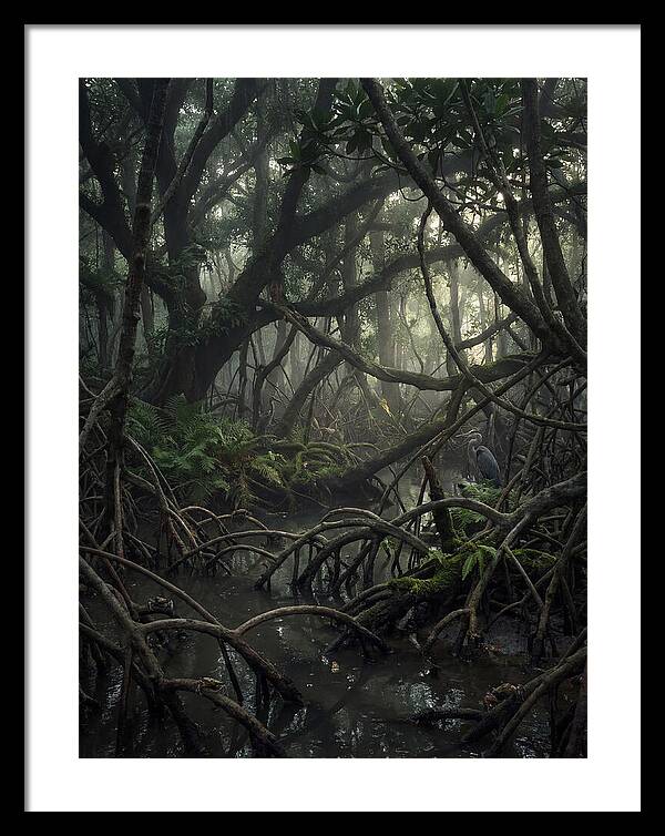 Mysterious Mangrove Swamp