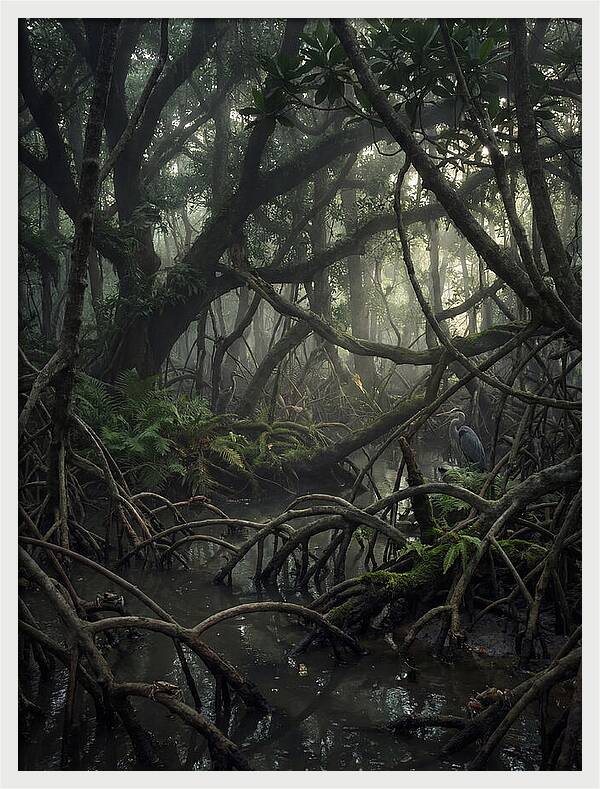 Mysterious Mangrove Swamp