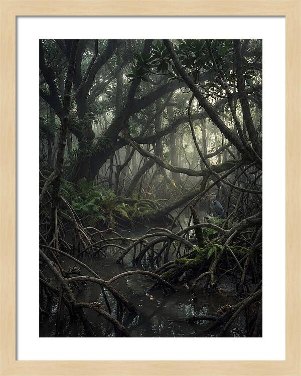 Mysterious Mangrove Swamp