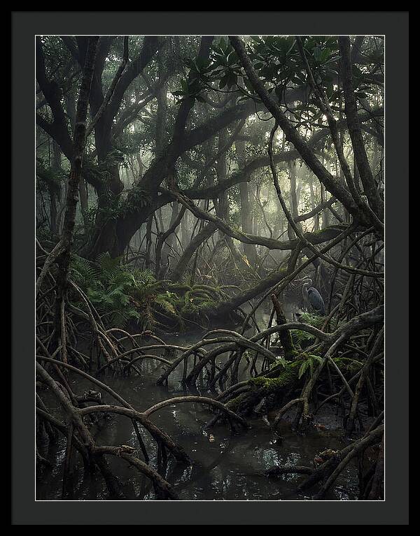 Mysterious Mangrove Swamp